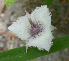 Calochortus coeruleus