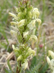 Pedicularis parryi