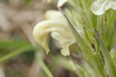 Pedicularis parryi