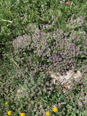 Thymus dzevanovskyi