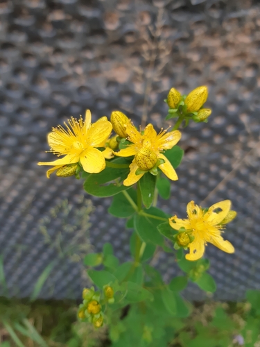 ľubovník škvrnitý (Hypericum maculatum)