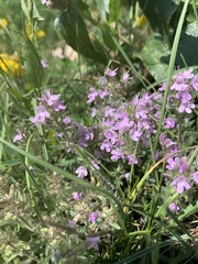 Thymus dzevanovskyi