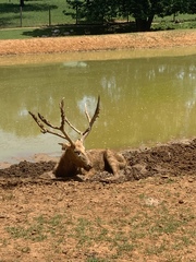 Cervini