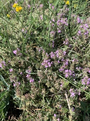 Thymus dzevanovskyi