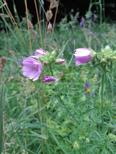 slez pižmový (Malva moschata)