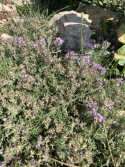 Thymus dzevanovskyi