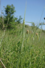 Triticum monococcum boeoticum