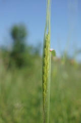 Triticum monococcum boeoticum