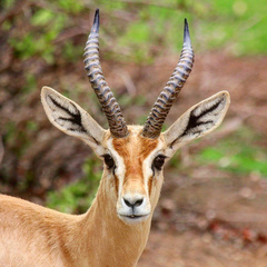 Gazella