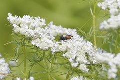 Macrosiagon flavipennis