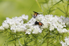 Macrosiagon flavipennis