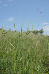 Triticum monococcum boeoticum