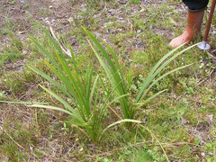 Sparganium erectum