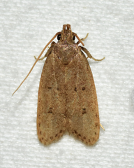 Autosticha kyotensis