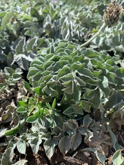 Psephellus declinatus