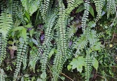 Asplenium tripteropus