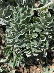 Psephellus declinatus