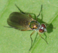 Rhaphium