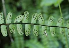 Asplenium tripteropus