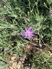 Centaurea jacea substituta