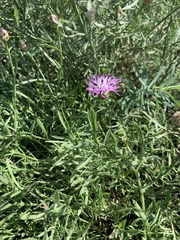 Centaurea jacea substituta