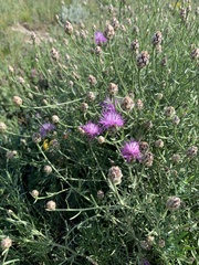 Centaurea jacea substituta