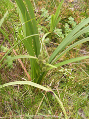 Sparganium erectum