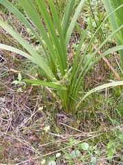 Sparganium erectum