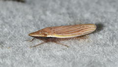 Draeculacephala septemguttata