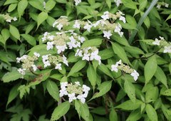 Hydrangea serrata