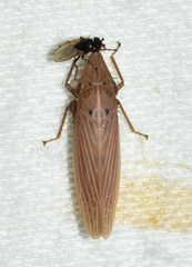 Draeculacephala septemguttata
