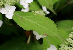Hydrangea serrata