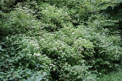 Hydrangea serrata