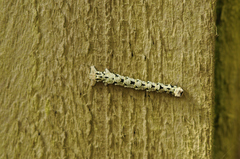 Cleorodes lichenaria