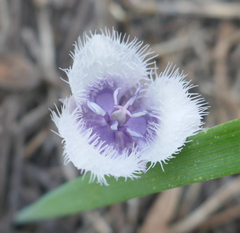 Calochortus coeruleus