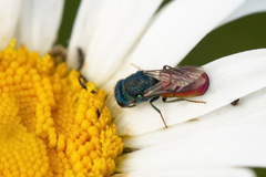 Pseudochrysis neglecta