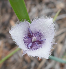 Calochortus coeruleus