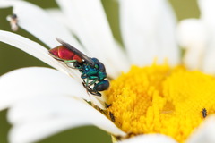 Pseudochrysis neglecta