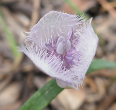 Calochortus coeruleus