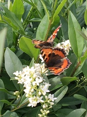 Aglais urticae
