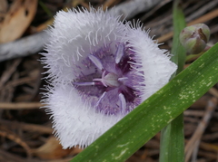 Calochortus coeruleus