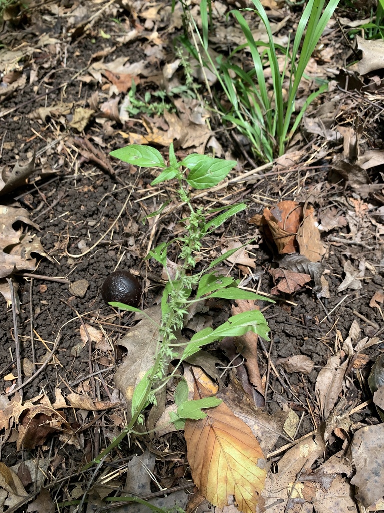 Pennsylvania pellitory from Savannah River Bluffs Heritage Preserve ...