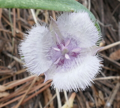 Calochortus coeruleus