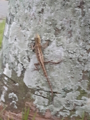 Calotes versicolor