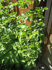 Acer negundo