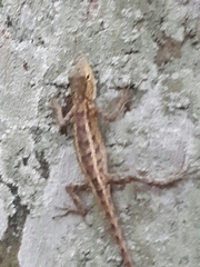 Calotes versicolor