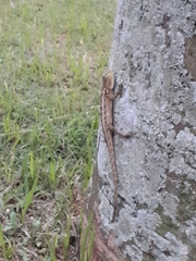Calotes versicolor