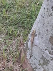 Calotes versicolor