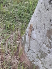Calotes versicolor