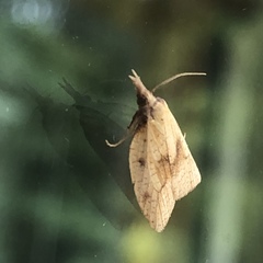 Sparganothis xanthoides